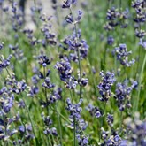 Hidcote English Lavender